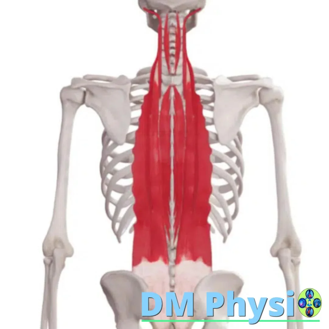 Изображение на изправящи мускули на гръбнака